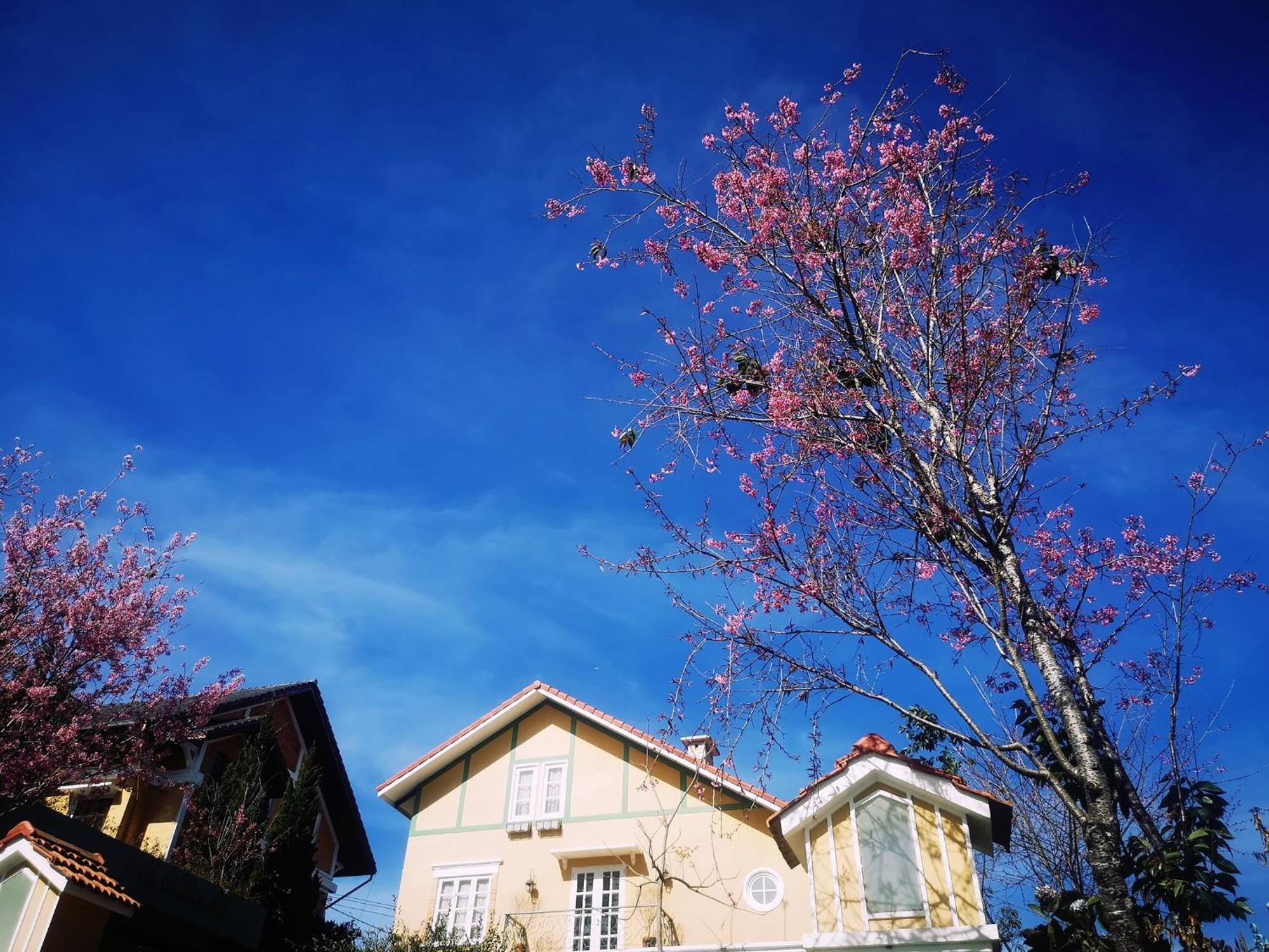 Bich Dao Boutique - Dalat Hotell Exteriör bild